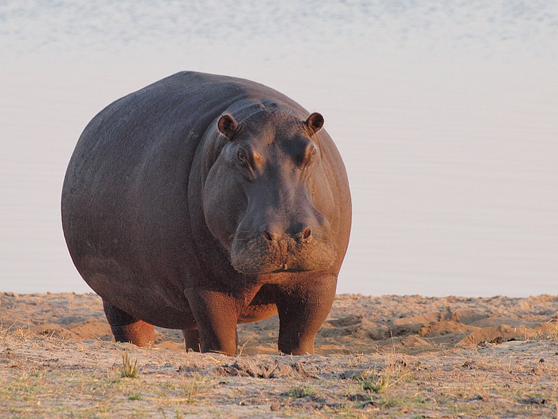 File:Hippo at dawn.jpg