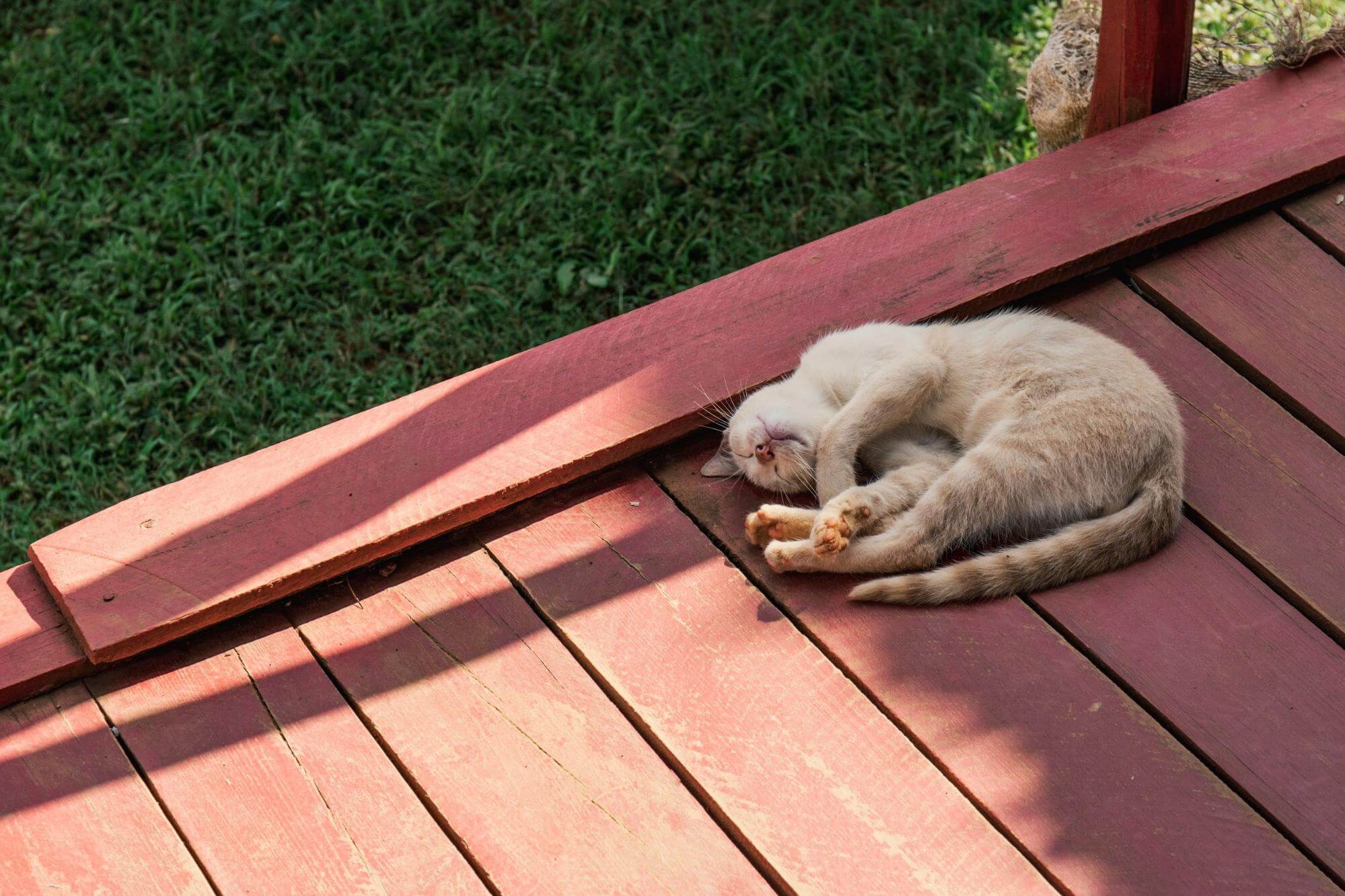 cat sleeping on deck