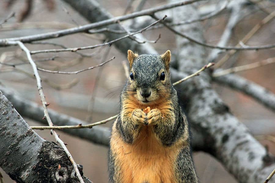 squirrel-image-for-cig-take-regular-breaks-post